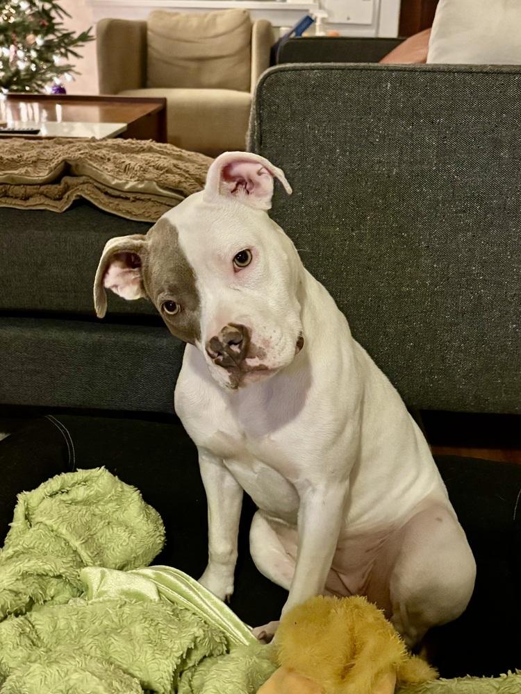 Enlarge Destiny, a Adoptable Pit Bull Terrier in Denver, CO image 2/6