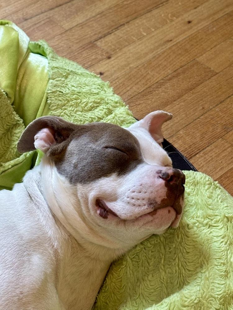 Enlarge Destiny, a Adoptable Pit Bull Terrier in Denver, CO image 3/6