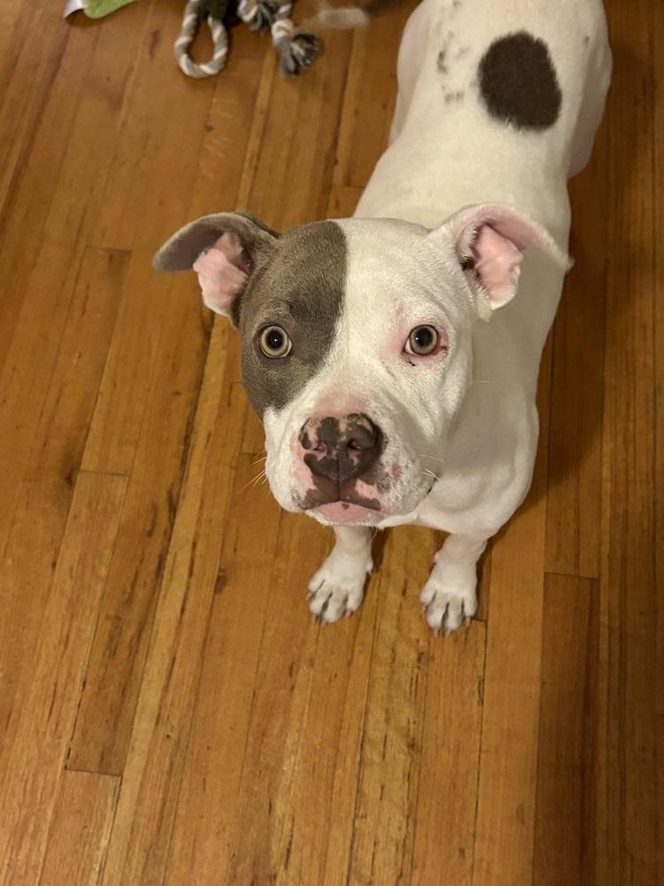 Enlarge Destiny, a Adoptable Pit Bull Terrier in Denver, CO image 4/6