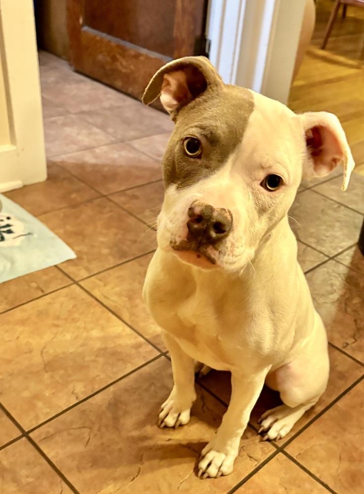 Enlarge Destiny, a Adoptable Pit Bull Terrier in Denver, CO image 5/6