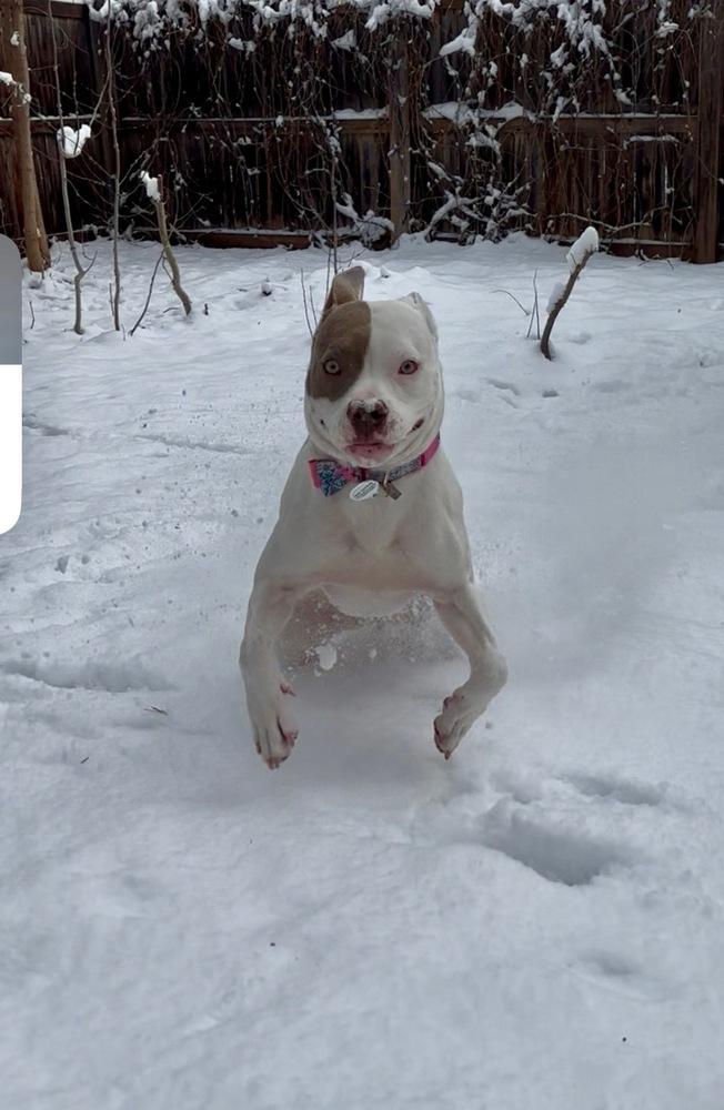 Enlarge Destiny, a Adoptable Pit Bull Terrier in Denver, CO image 6/6