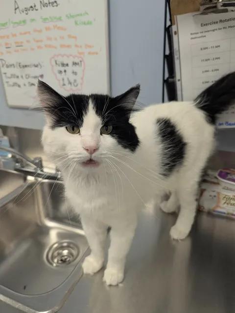 Enlarge Mister Meow, a ADOPTABLE Domestic Long Hair in Brooks, AB image 6/6