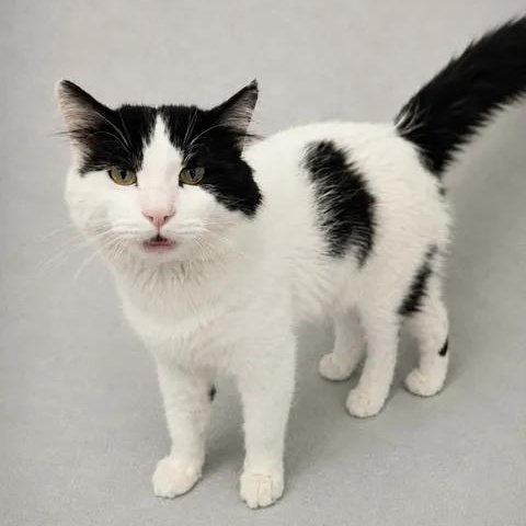 Mister Meow, ADOPTABLE, Adult Male Domestic Long Hair.