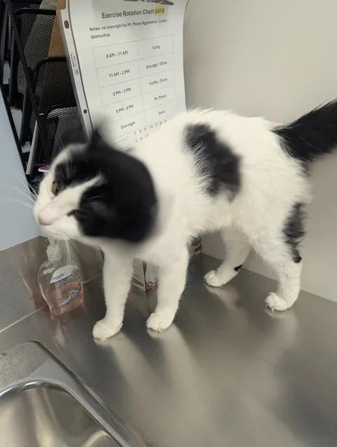 Enlarge Mister Meow, a ADOPTABLE Domestic Long Hair in Brooks, AB image 4/6