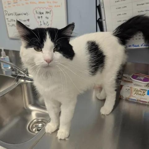 Enlarge Mister Meow, a ADOPTABLE Domestic Long Hair in Brooks, AB image 5/6