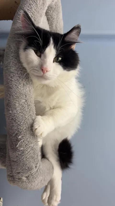 Enlarge Mister Meow, a ADOPTABLE Domestic Long Hair in Brooks, AB image 3/6