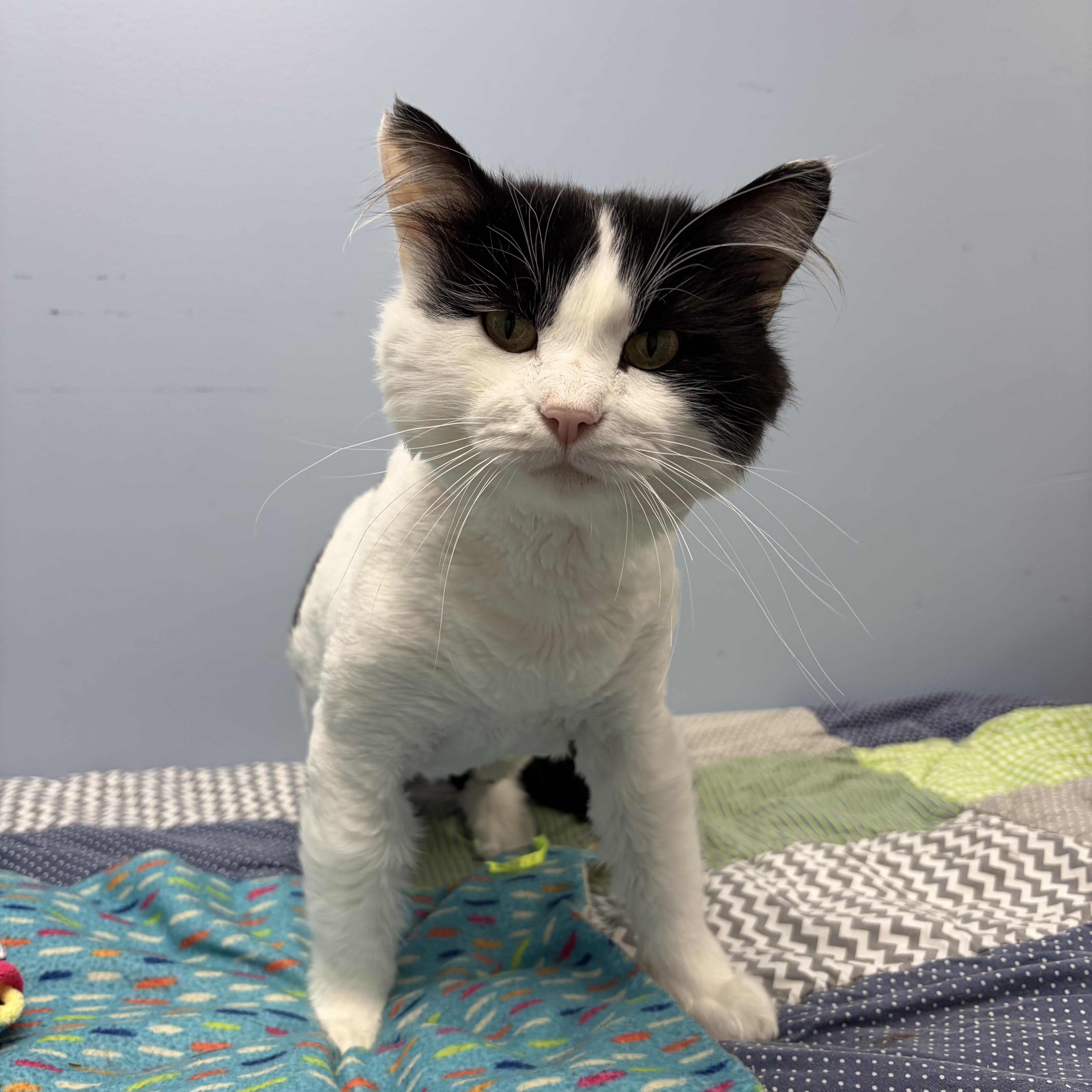 Mister Meow, ADOPTABLE, Adult Male Domestic Long Hair.