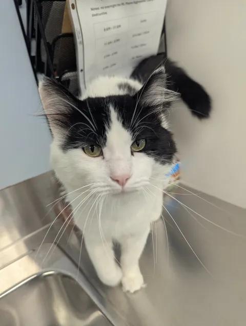 Enlarge Mister Meow, a ADOPTABLE Domestic Long Hair in Brooks, AB image 2/6