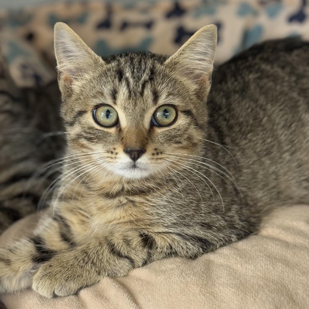 Enlarge Cosmic, a Adoptable Domestic Short Hair in Ridgely, MD image 1/4