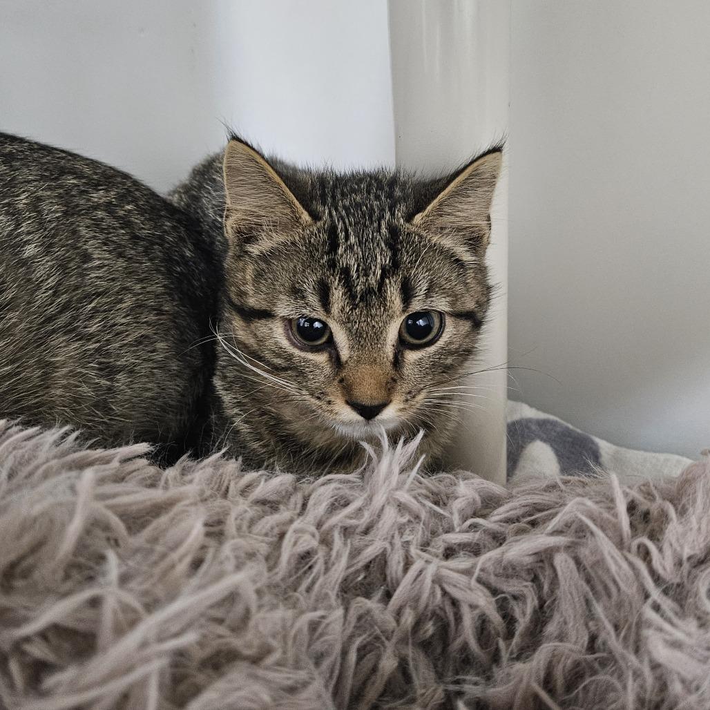 Enlarge Cosmic, a Adoptable Domestic Short Hair in Ridgely, MD image 2/4