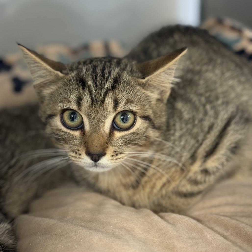 Enlarge Cosmic, a Adoptable Domestic Short Hair in Ridgely, MD image 3/4