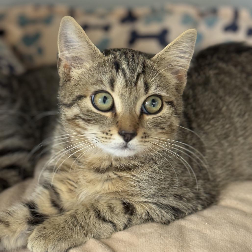 Enlarge Cosmic, a Adoptable Domestic Short Hair in Ridgely, MD image 4/4