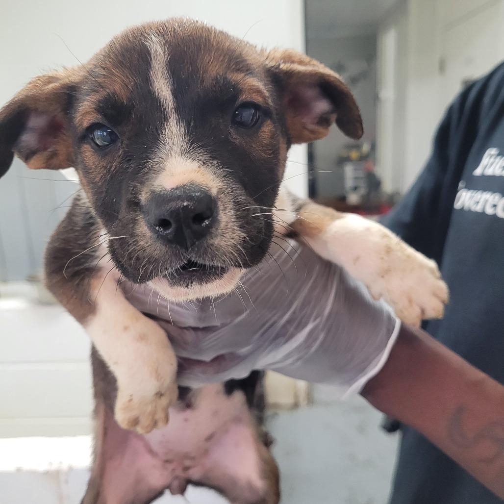 Virginia, Adoptable, Young Female Terrier.