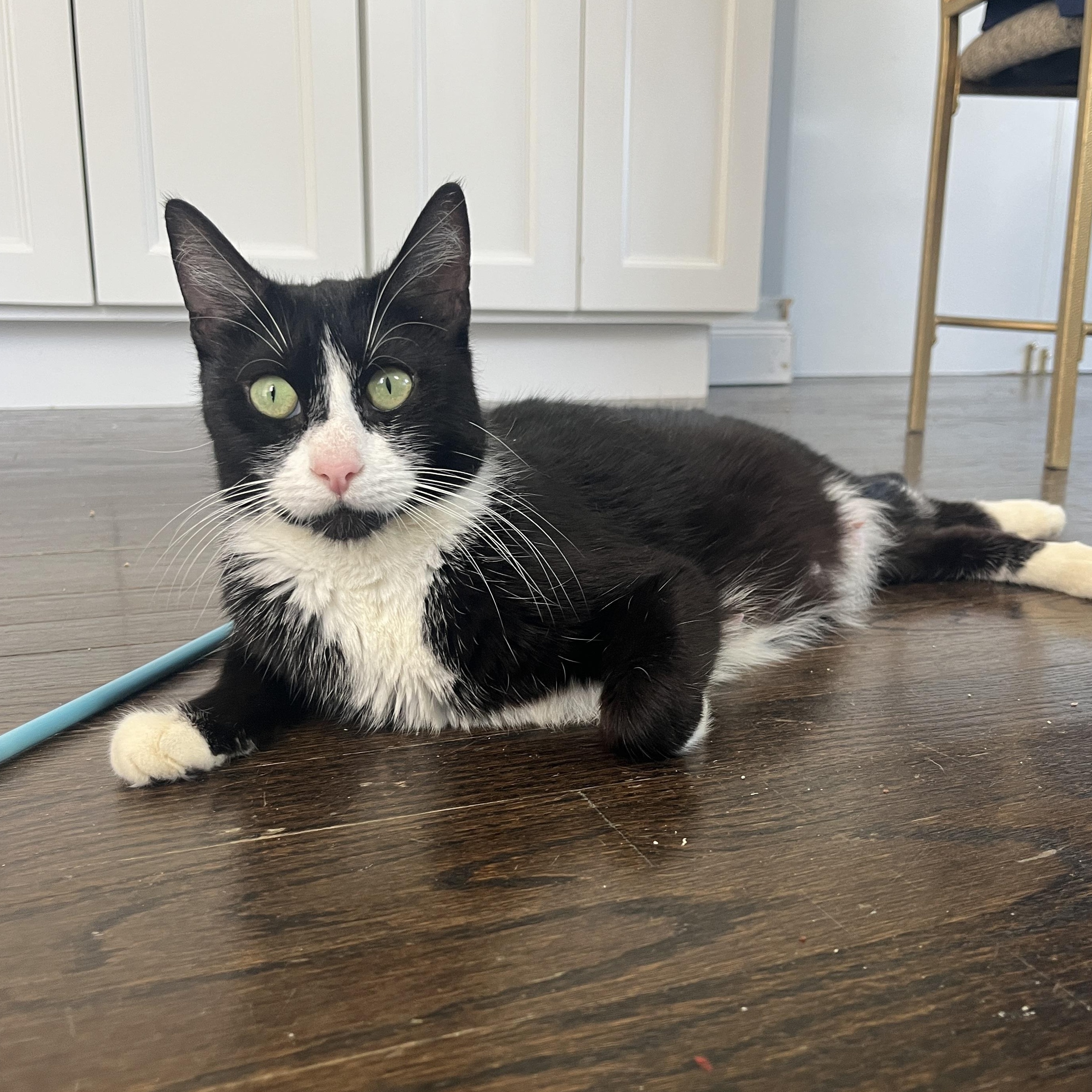 Enlarge Elowyn, a Adoptable mixed breed in Moriches, NY image 2/5