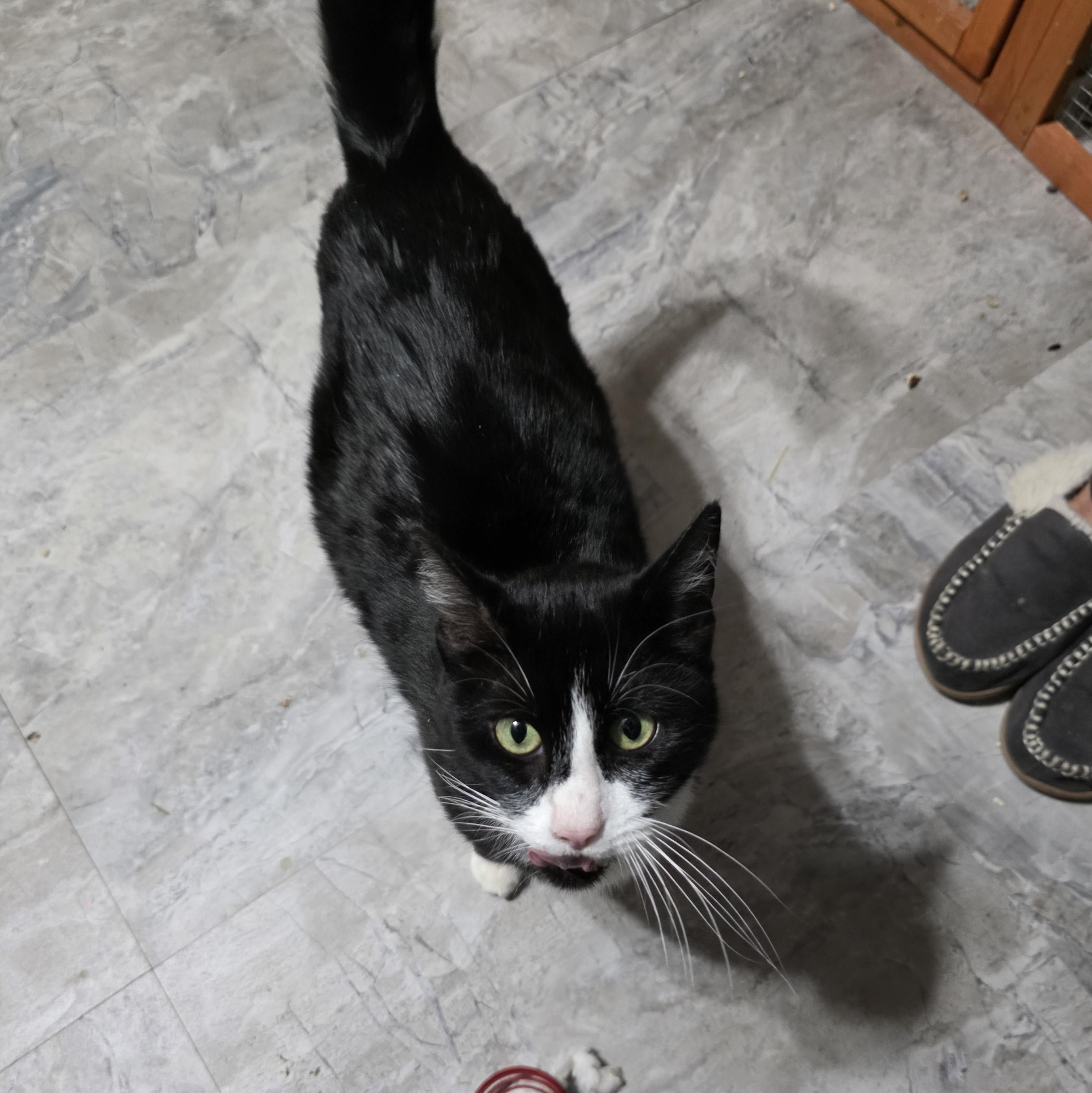 Enlarge Elowyn, a Adoptable mixed breed in Moriches, NY image 5/5