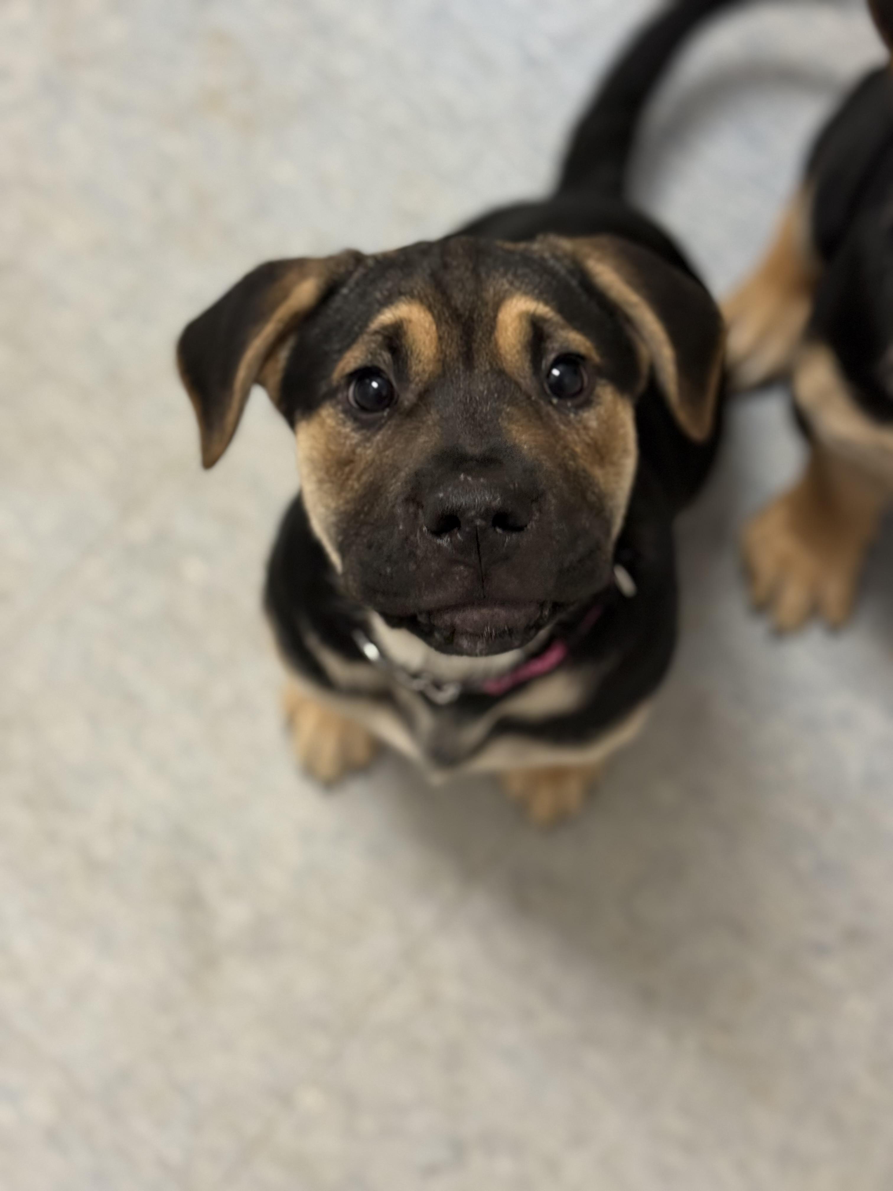 Enlarge Penny, an adopted mixed breed in Everett, ON image 1/1