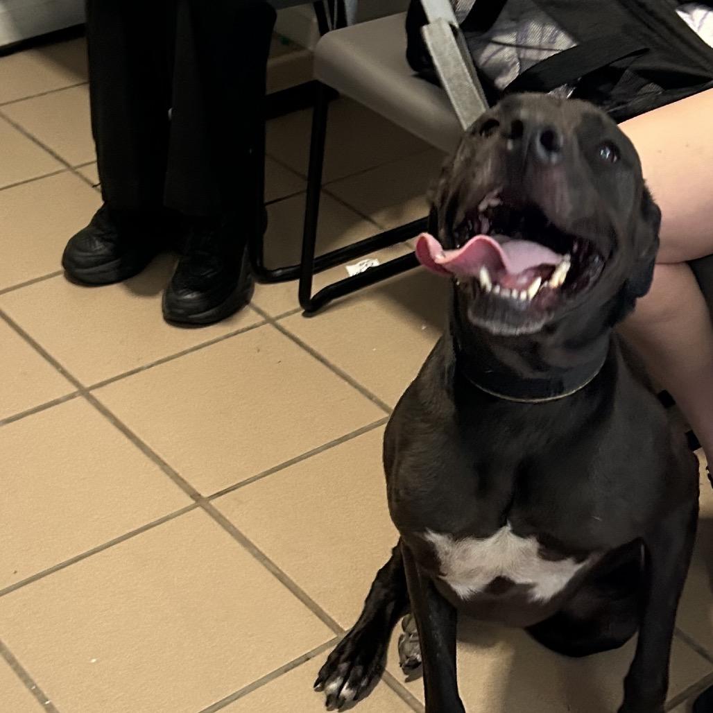 Harry, Adoptable, Adult Male Black Labrador Retriever.