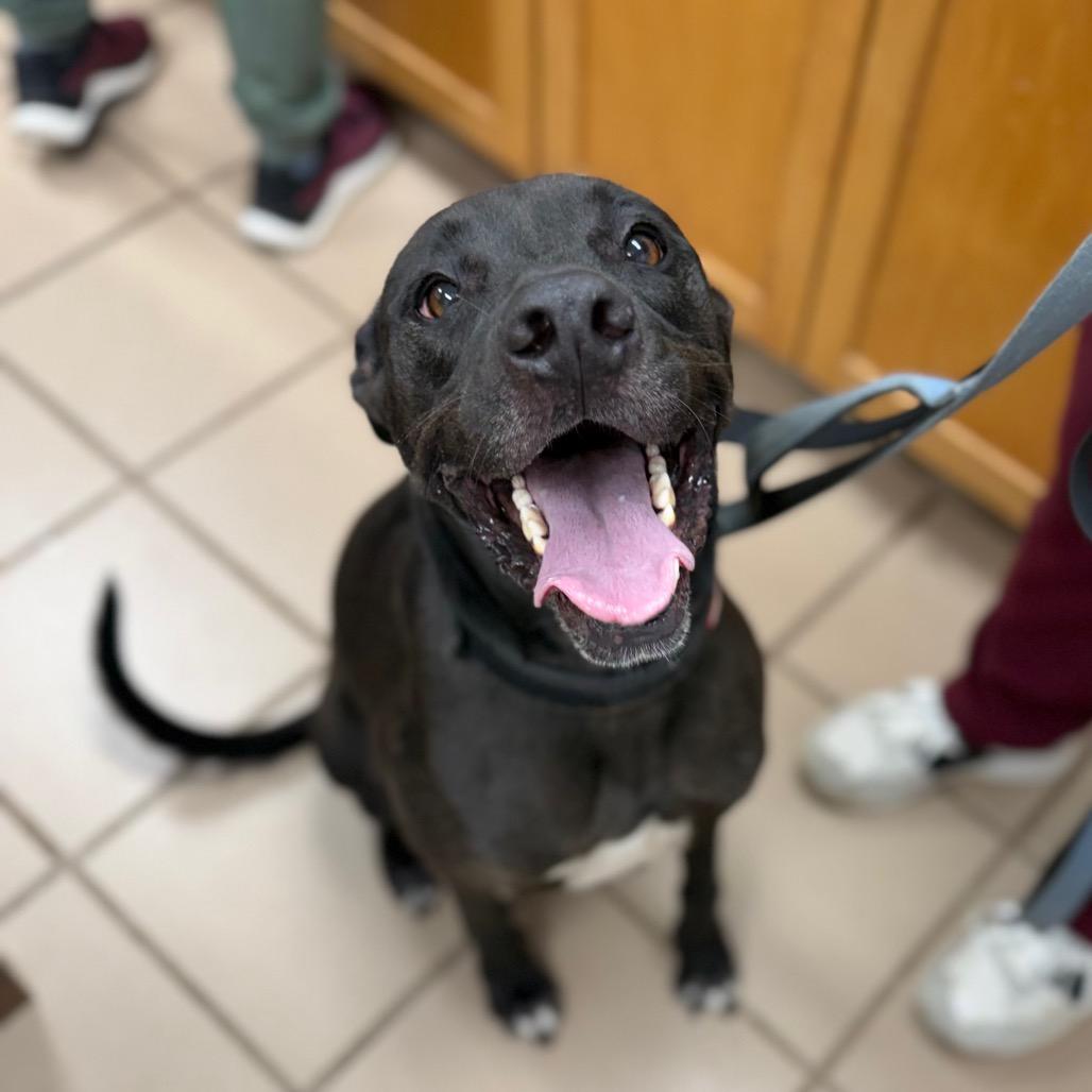 Enlarge Harry, a Adoptable Black Labrador Retriever in Starkville, MS image 2/5
