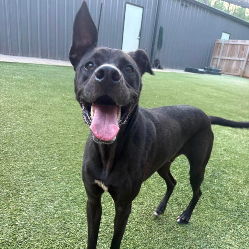 Enlarge Harry, a Adoptable Black Labrador Retriever in Starkville, MS image 3/5