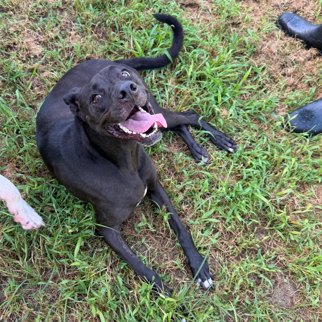 Enlarge Harry, a Adoptable Black Labrador Retriever in Starkville, MS image 4/5