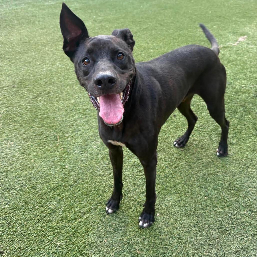 Enlarge Harry, a Adoptable Black Labrador Retriever in Starkville, MS image 5/5