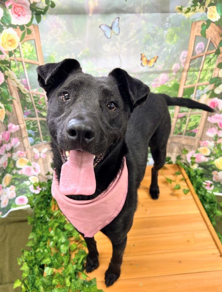 Enlarge Luna, a Adoptable mixed breed in Bryant, AR image 2/5