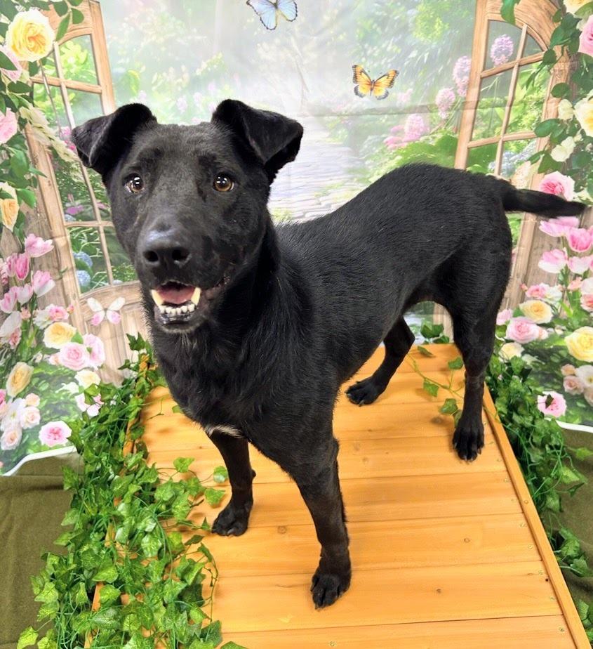 Enlarge Luna, a Adoptable mixed breed in Bryant, AR image 3/5