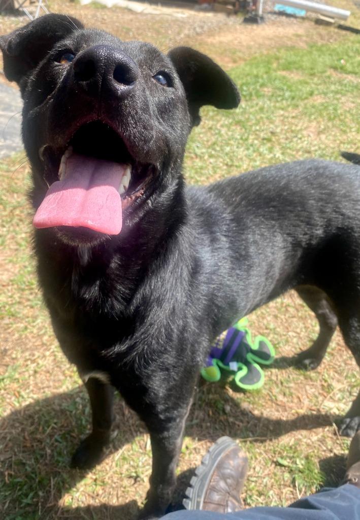 Enlarge Luna, a Adoptable mixed breed in Bryant, AR image 4/5