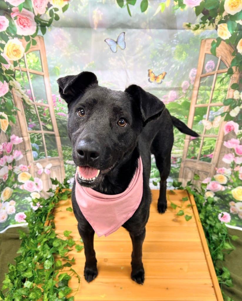 Enlarge Luna, a Adoptable mixed breed in Bryant, AR image 5/5