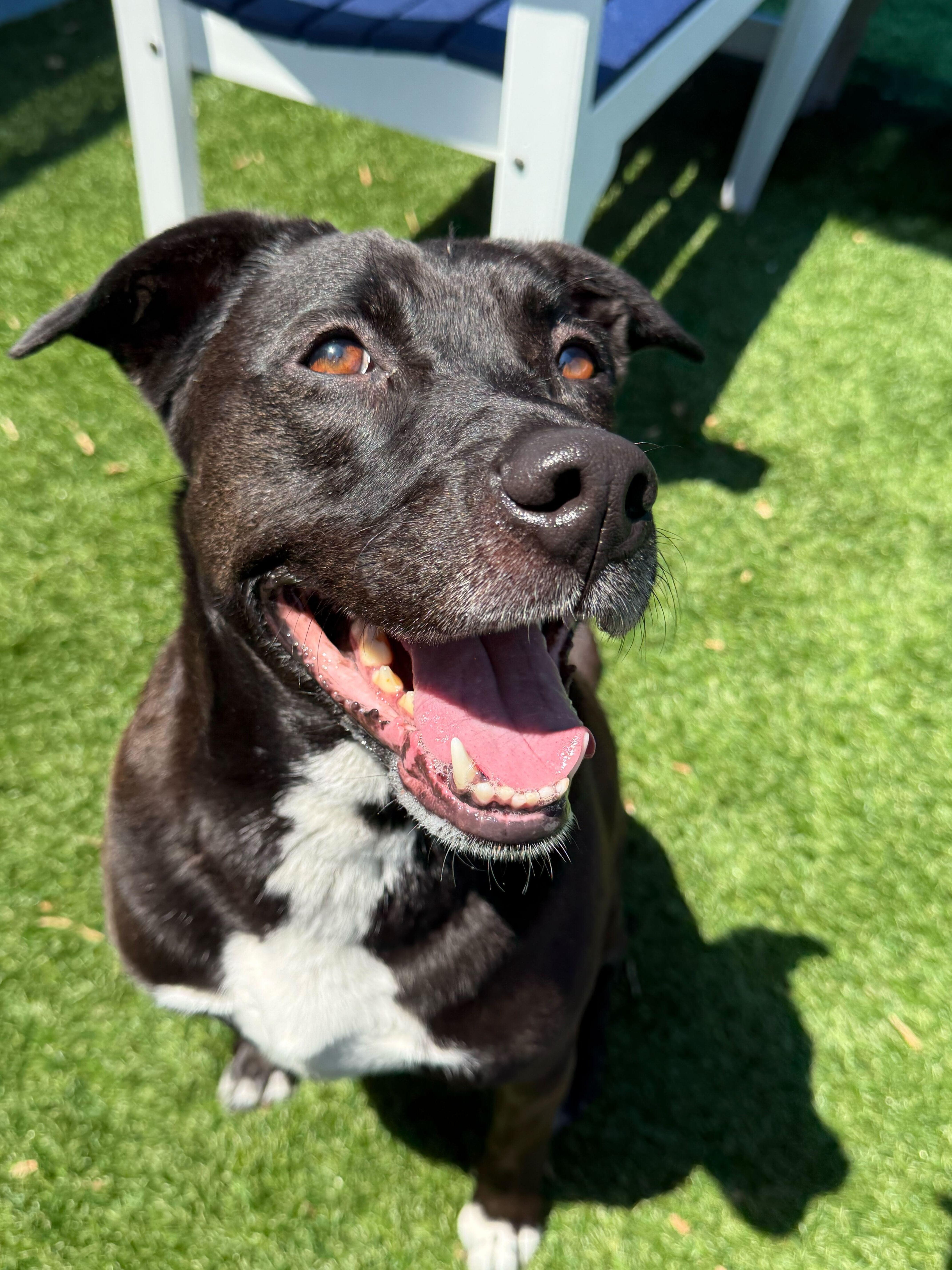 Enlarge Minnie, a ADOPTABLE mixed breed in Queenstown, MD image 3/5