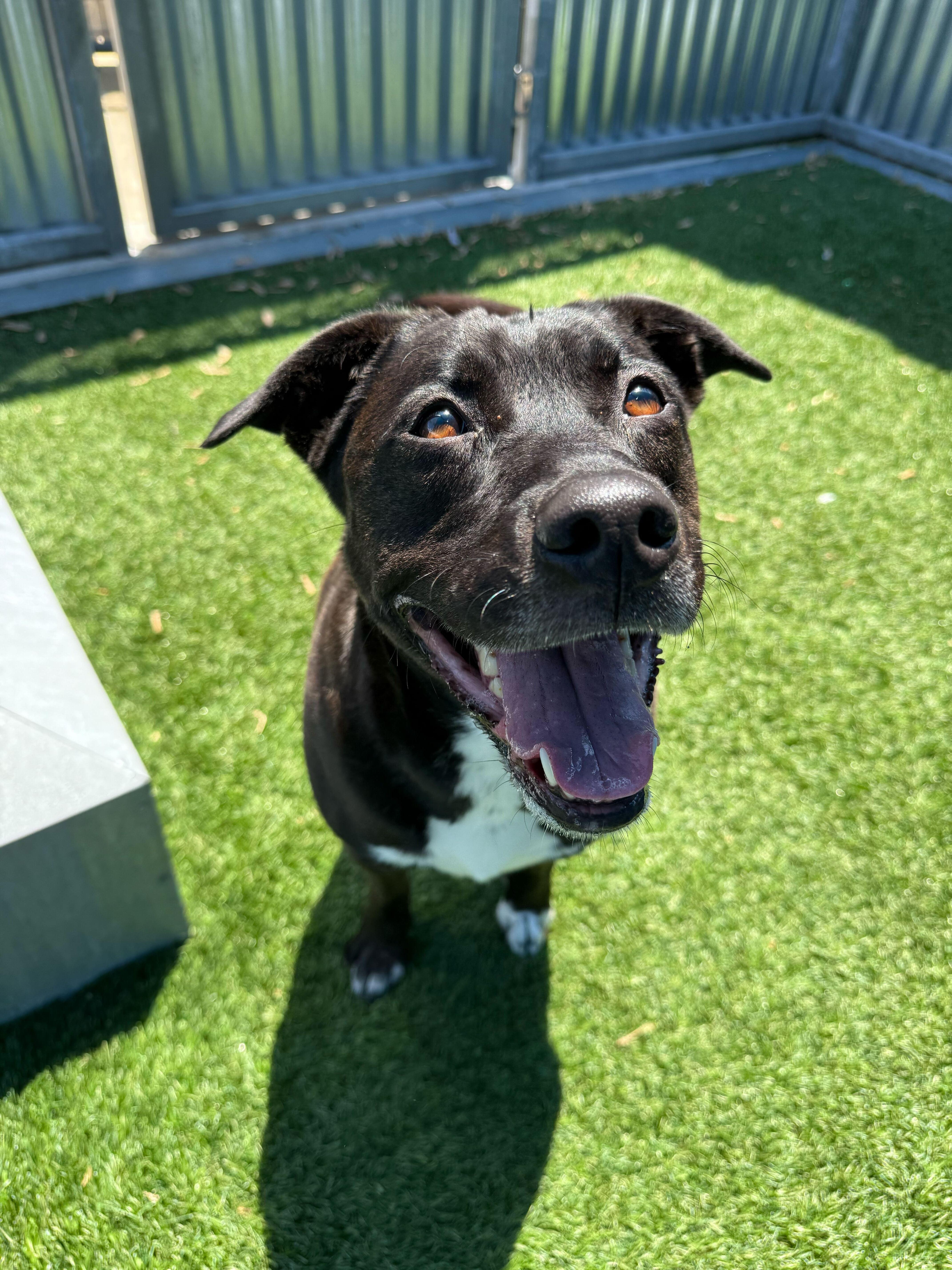 Enlarge Minnie, a ADOPTABLE mixed breed in Queenstown, MD image 5/5