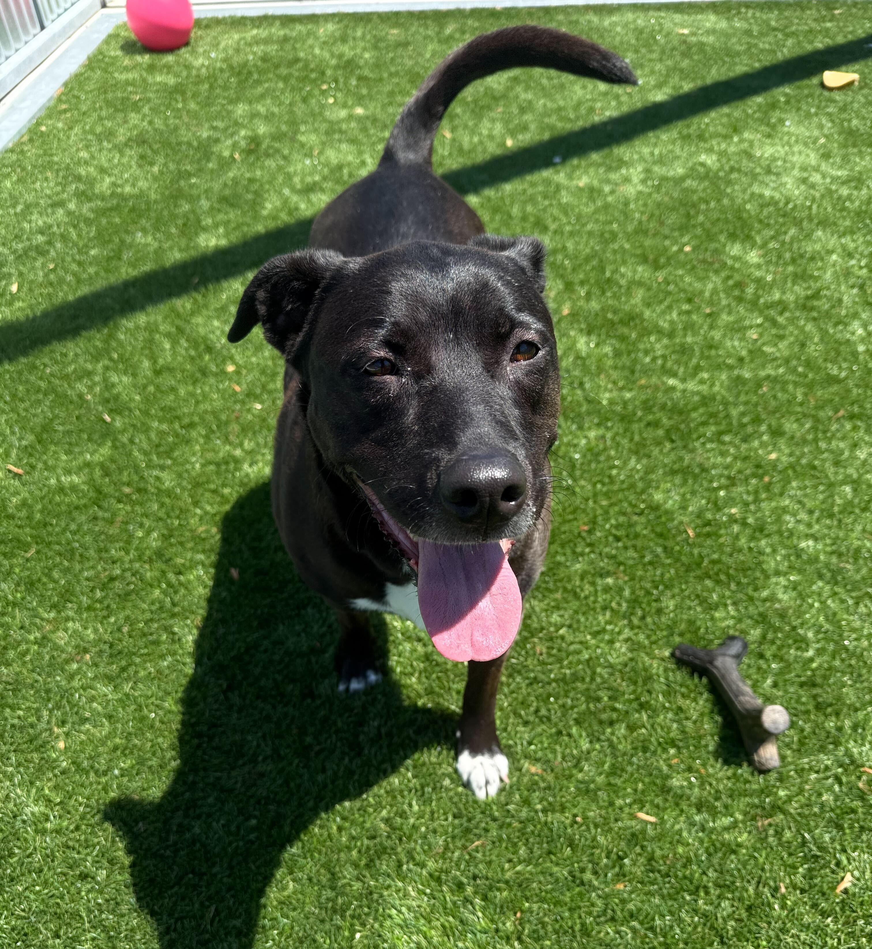 Enlarge Minnie, a ADOPTABLE mixed breed in Queenstown, MD image 4/5