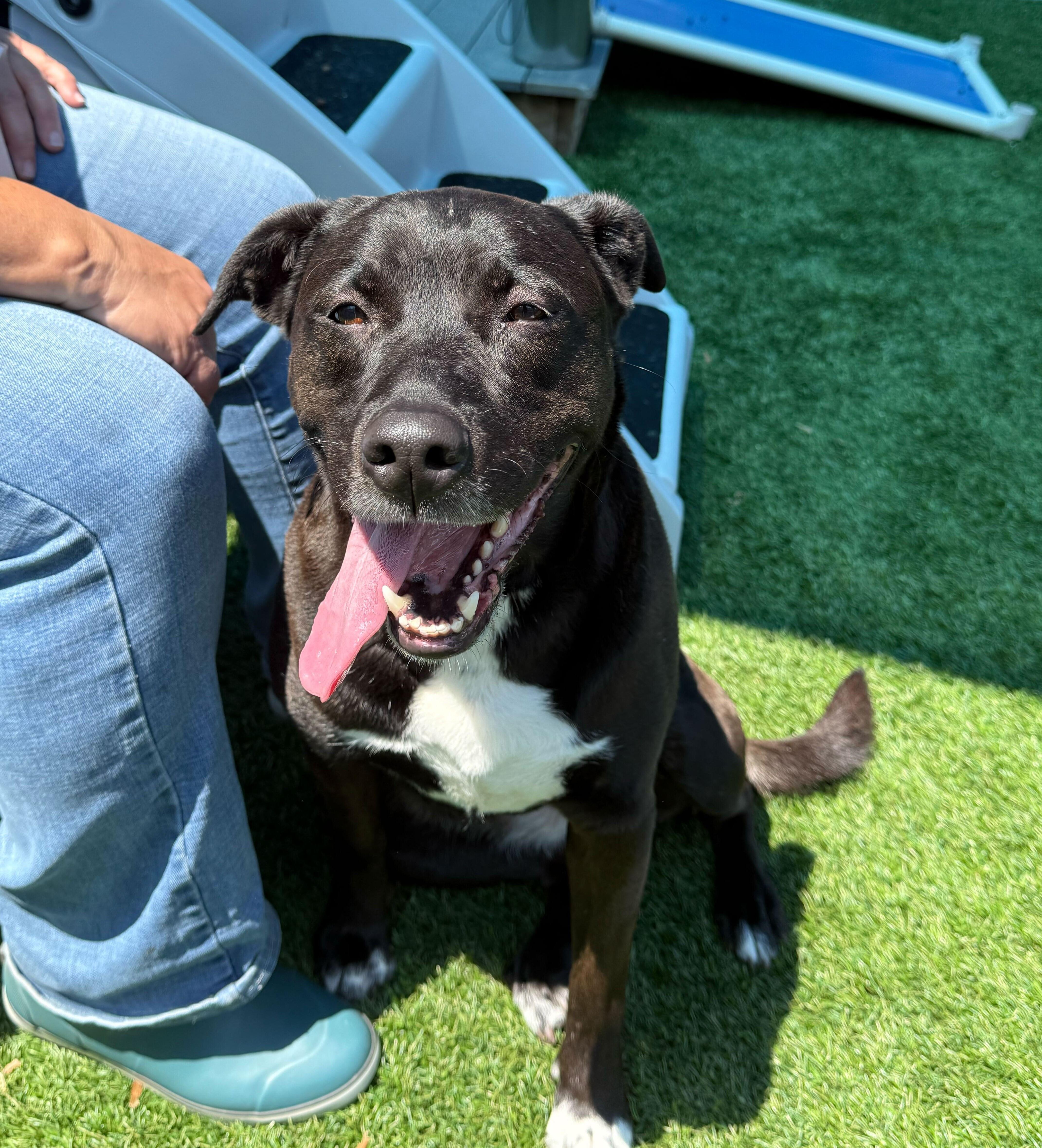 Enlarge Minnie, a ADOPTABLE mixed breed in Queenstown, MD image 2/5