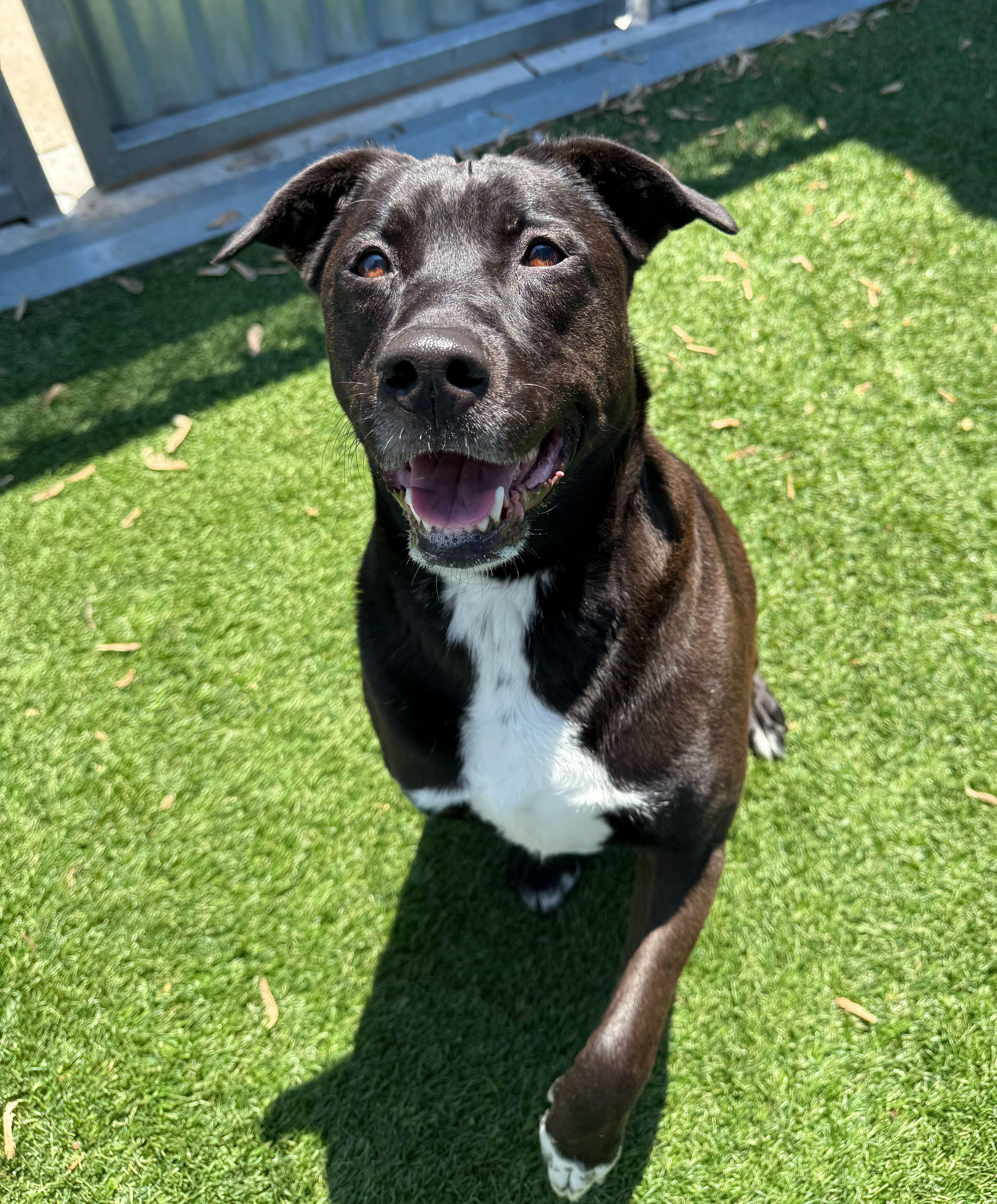 Enlarge Minnie, a ADOPTABLE mixed breed in Queenstown, MD image 1/5