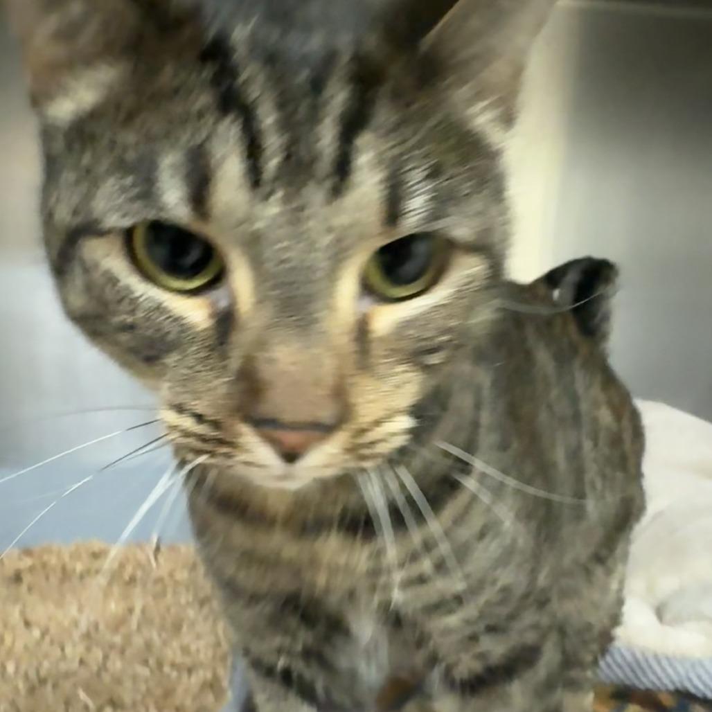 Espresso, Adoptable, Adult Female Domestic Short Hair.