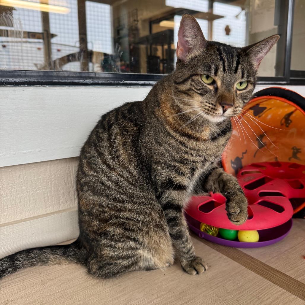 Enlarge Espresso, a Adoptable Domestic Short Hair in Buellton, CA image 2/3