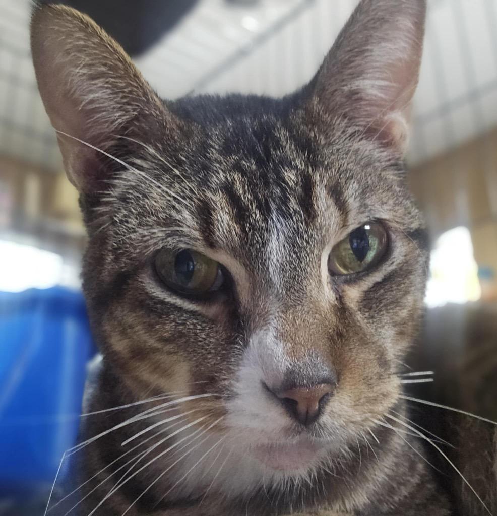 Galileo, Adoptable, Adult Male Domestic Short Hair.