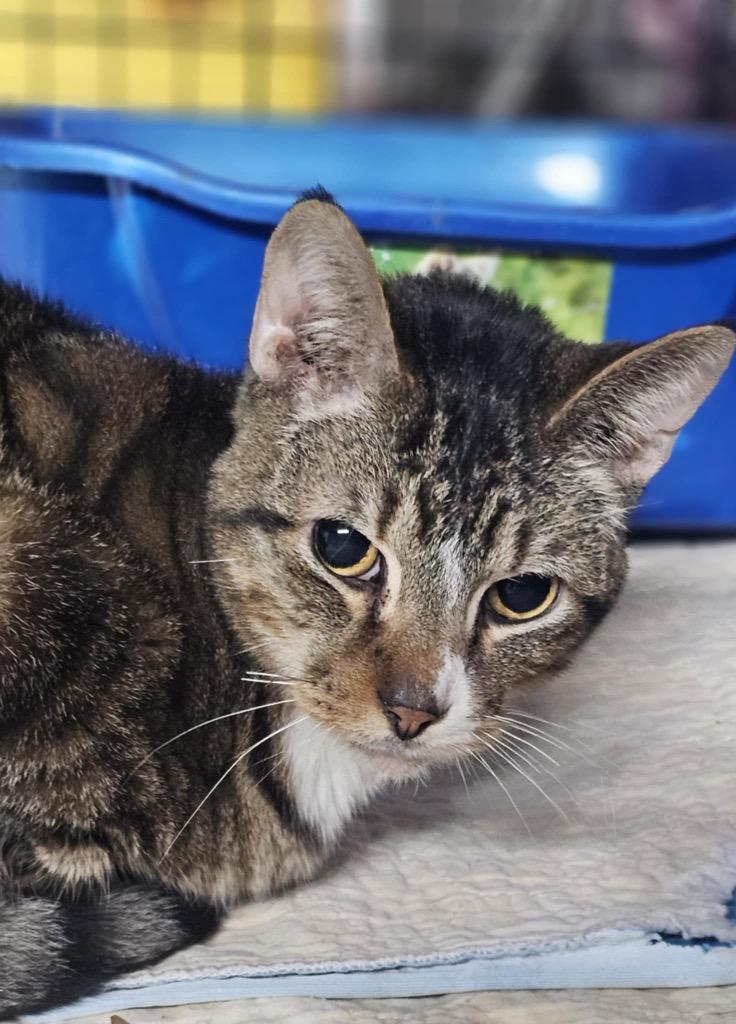 Enlarge Galileo, a Adoptable mixed breed in Crossville, TN image 2/6