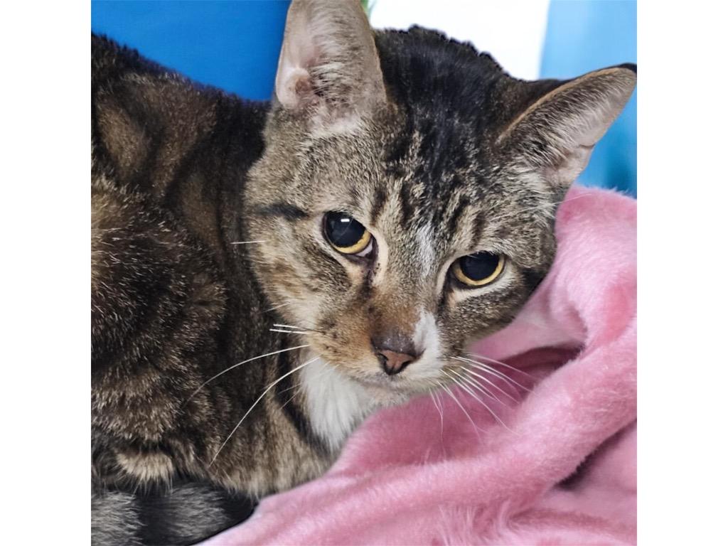 Enlarge Galileo, a Adoptable mixed breed in Crossville, TN image 3/6