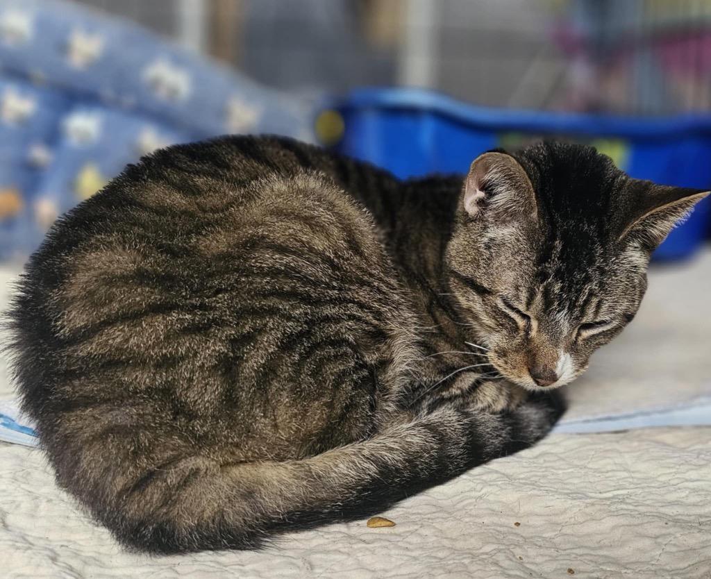 Enlarge Galileo, a Adoptable mixed breed in Crossville, TN image 2/6