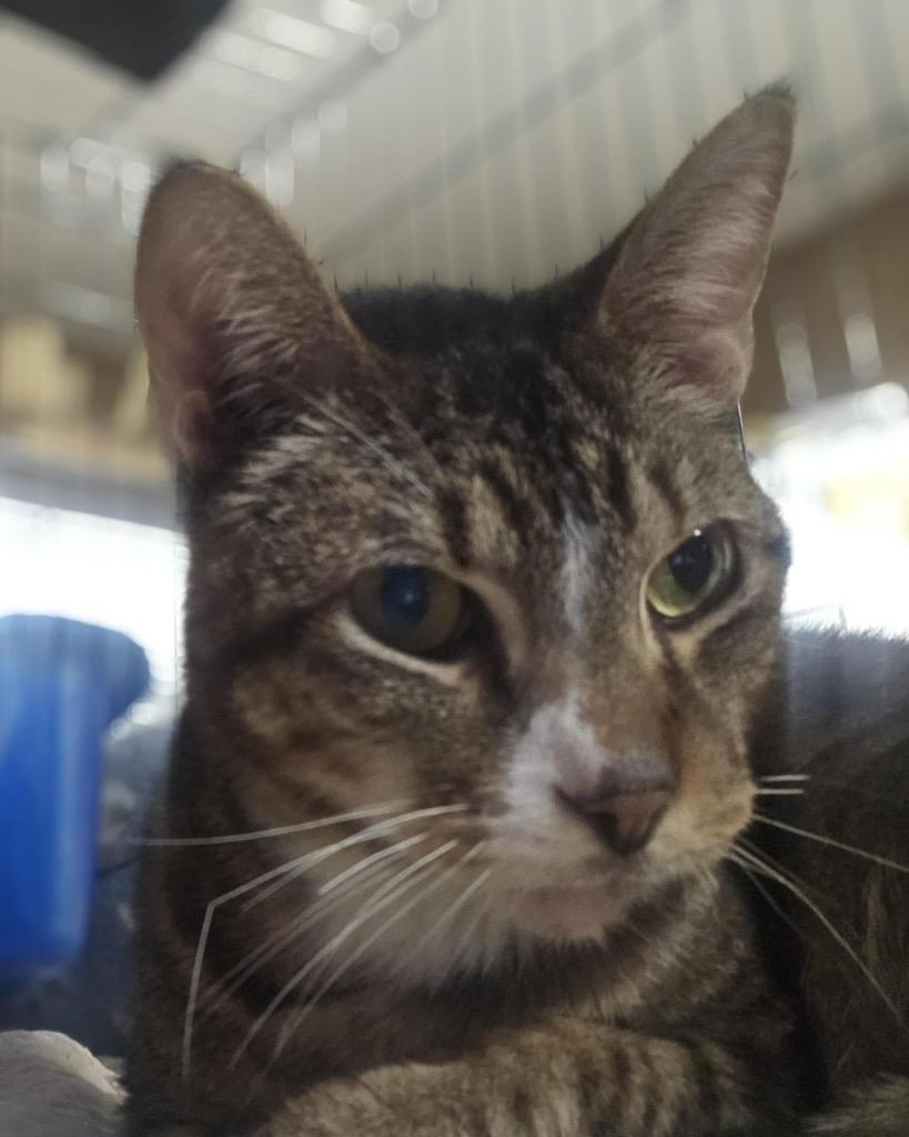 Enlarge Galileo, a Adoptable mixed breed in Crossville, TN image 4/6