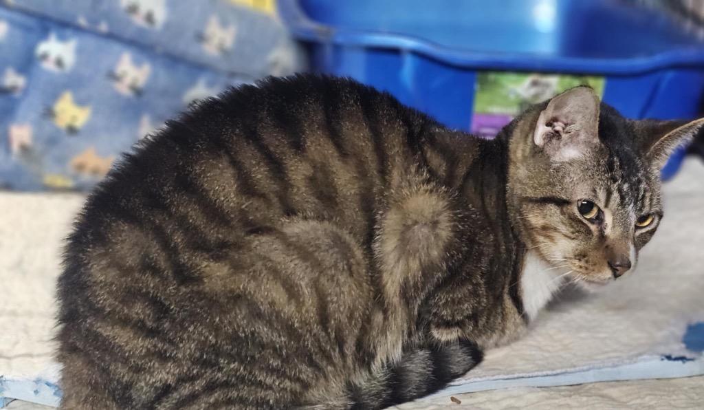 Enlarge Galileo, a Adoptable mixed breed in Crossville, TN image 6/6