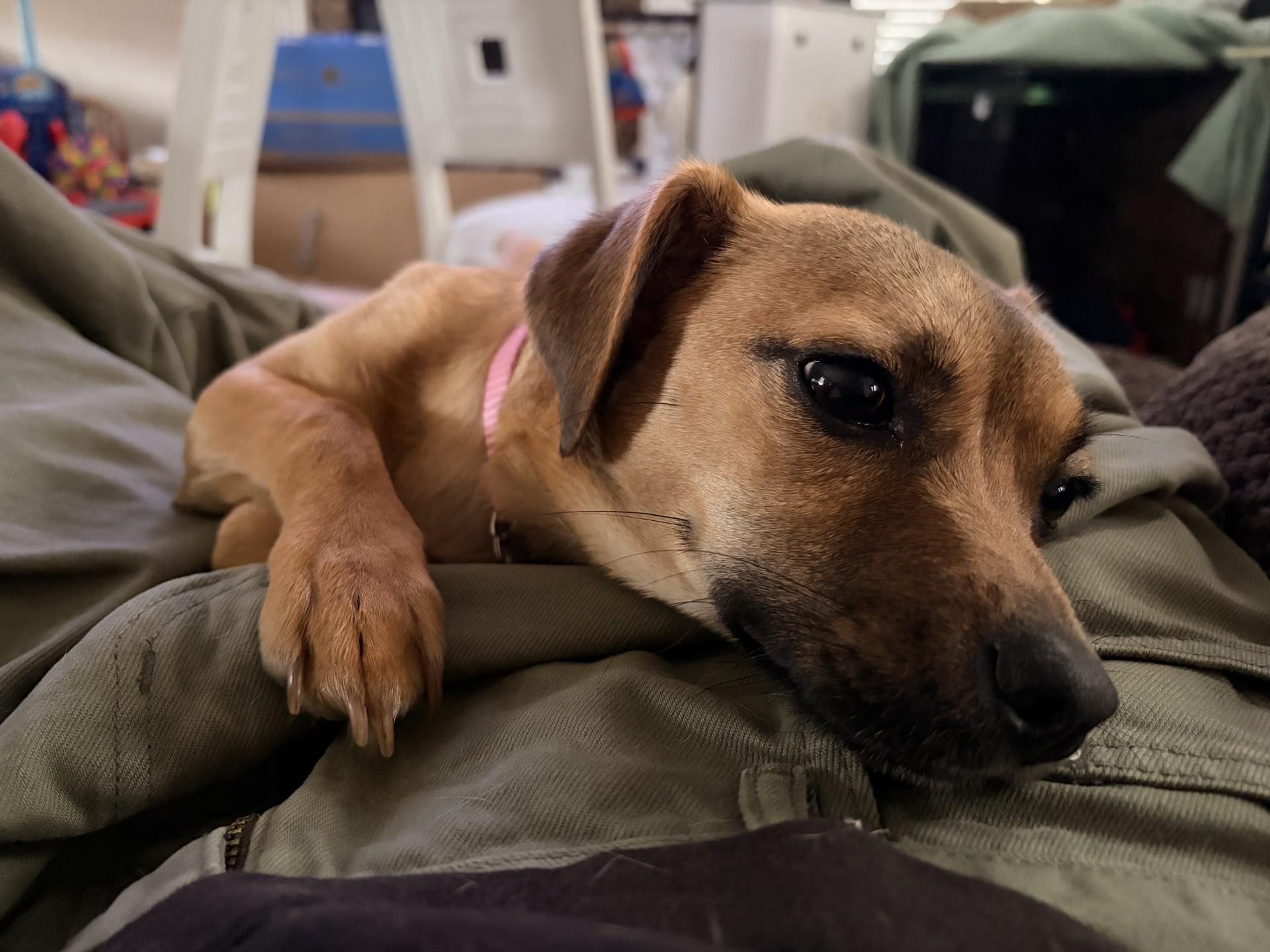 Enlarge Sophie, a Adoptable mixed breed in Imperial Beach, CA image 5/6