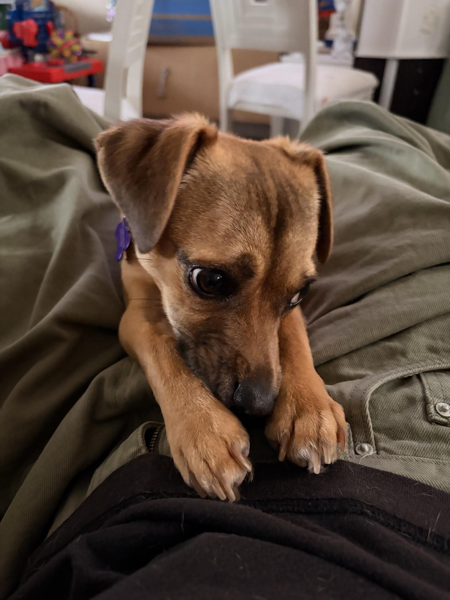 Enlarge Sophie, a Adoptable mixed breed in Imperial Beach, CA image 2/6