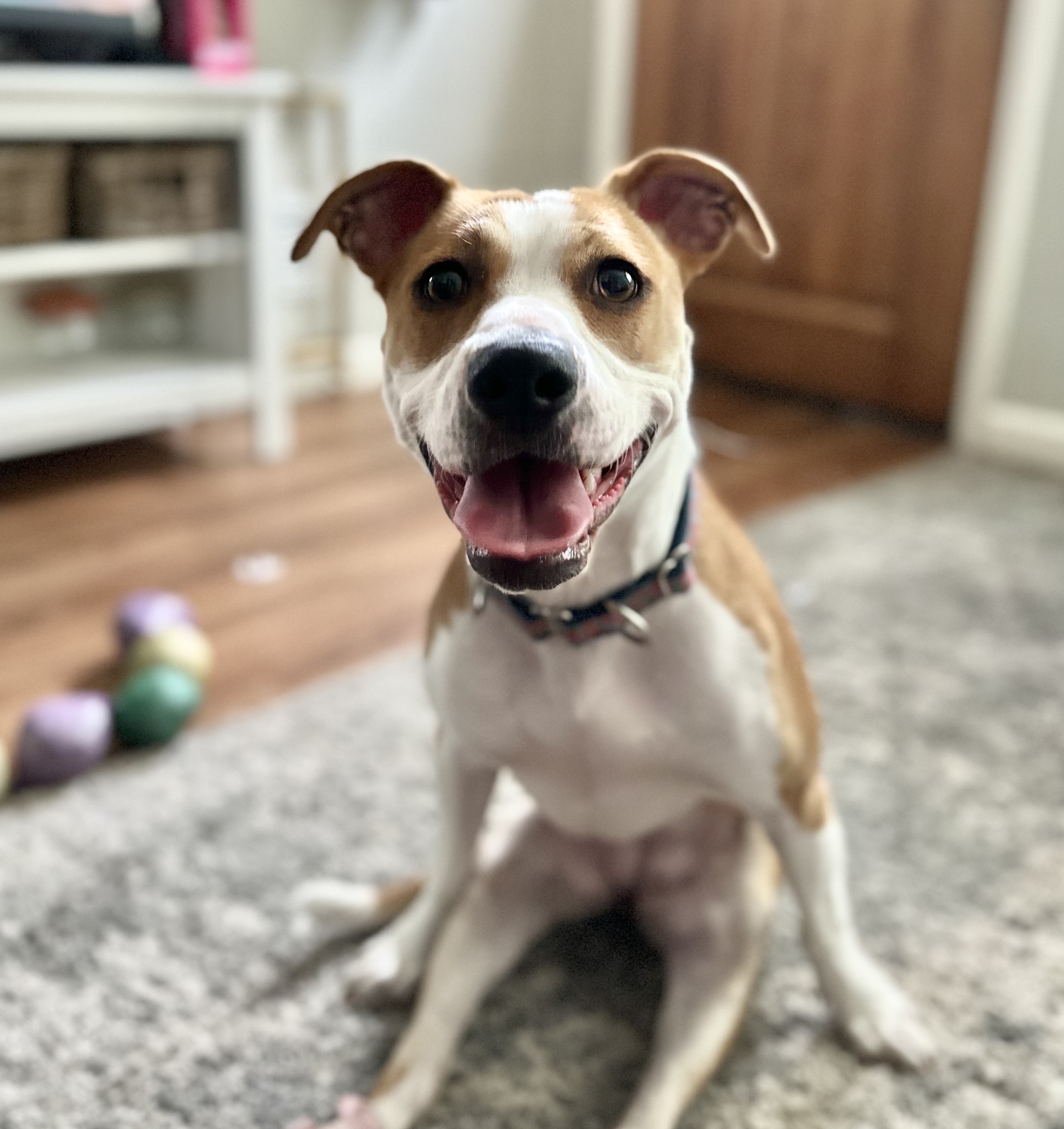 Enlarge Peach, a Adoptable Mixed Breed in tampa, FL image 1/4