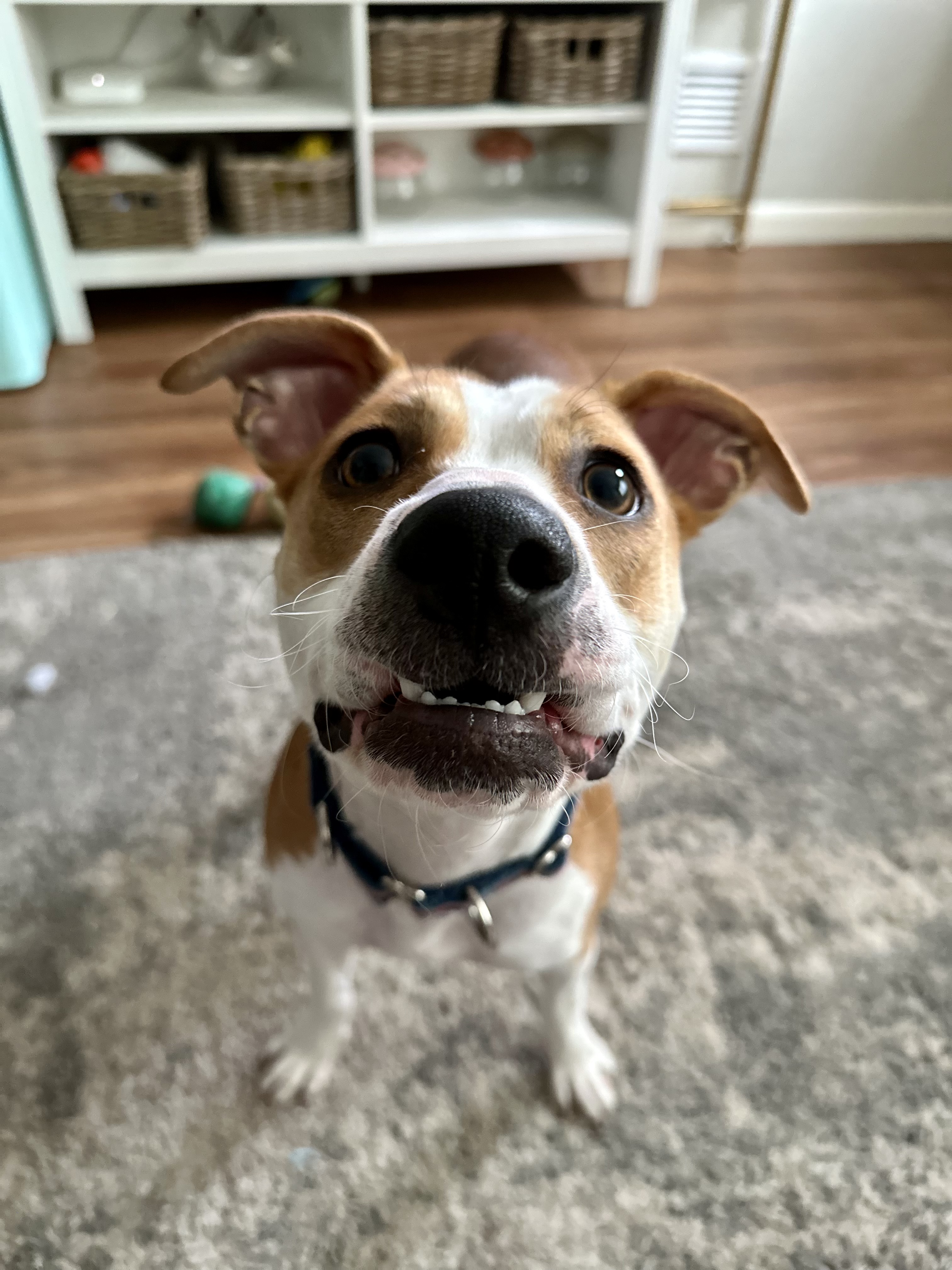 Enlarge Peach, a Adoptable Mixed Breed in tampa, FL image 2/4