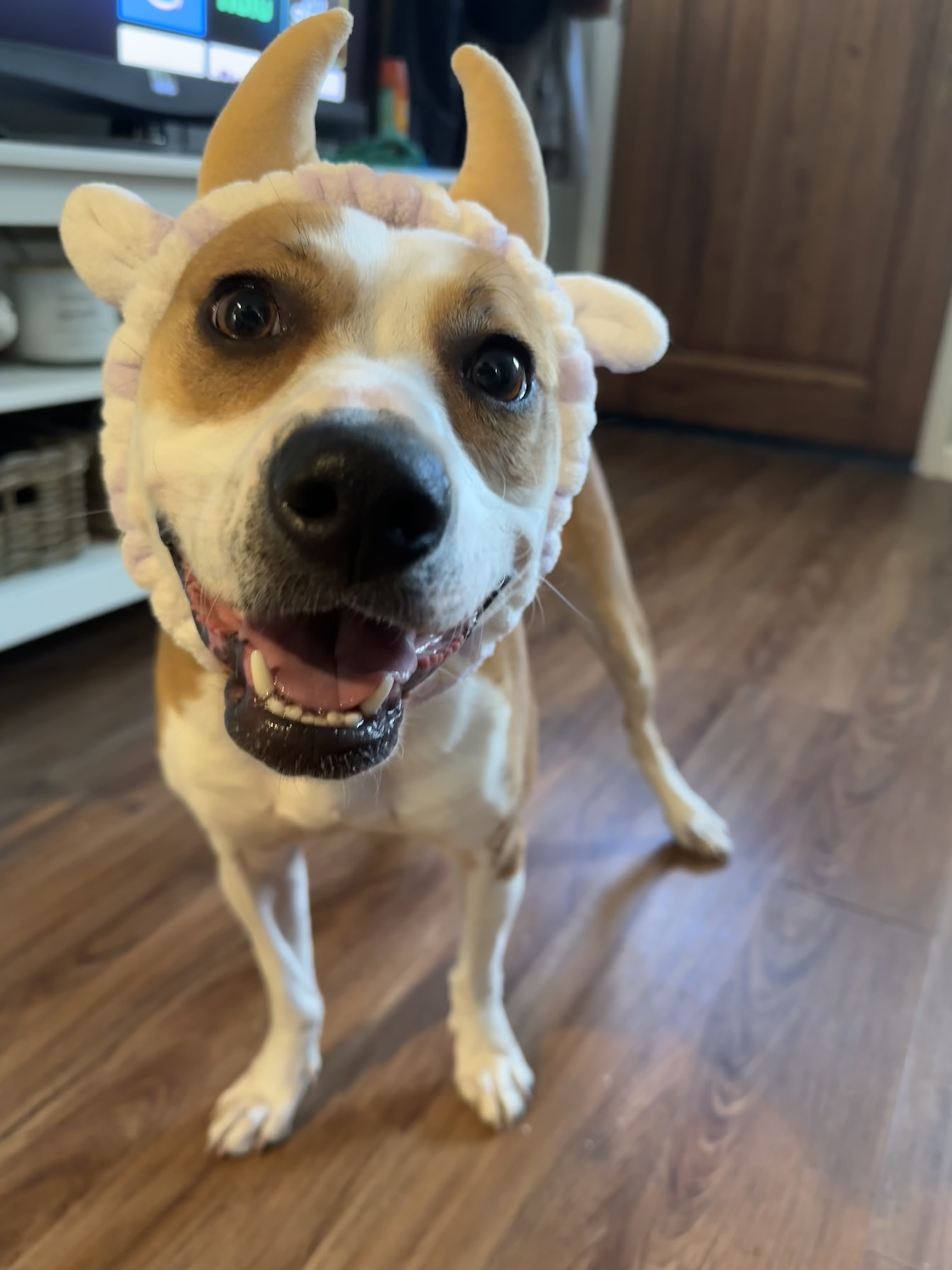 Enlarge Peach, a Adoptable Mixed Breed in tampa, FL image 3/4