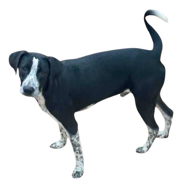 Levi - Lovebug - AVL transport