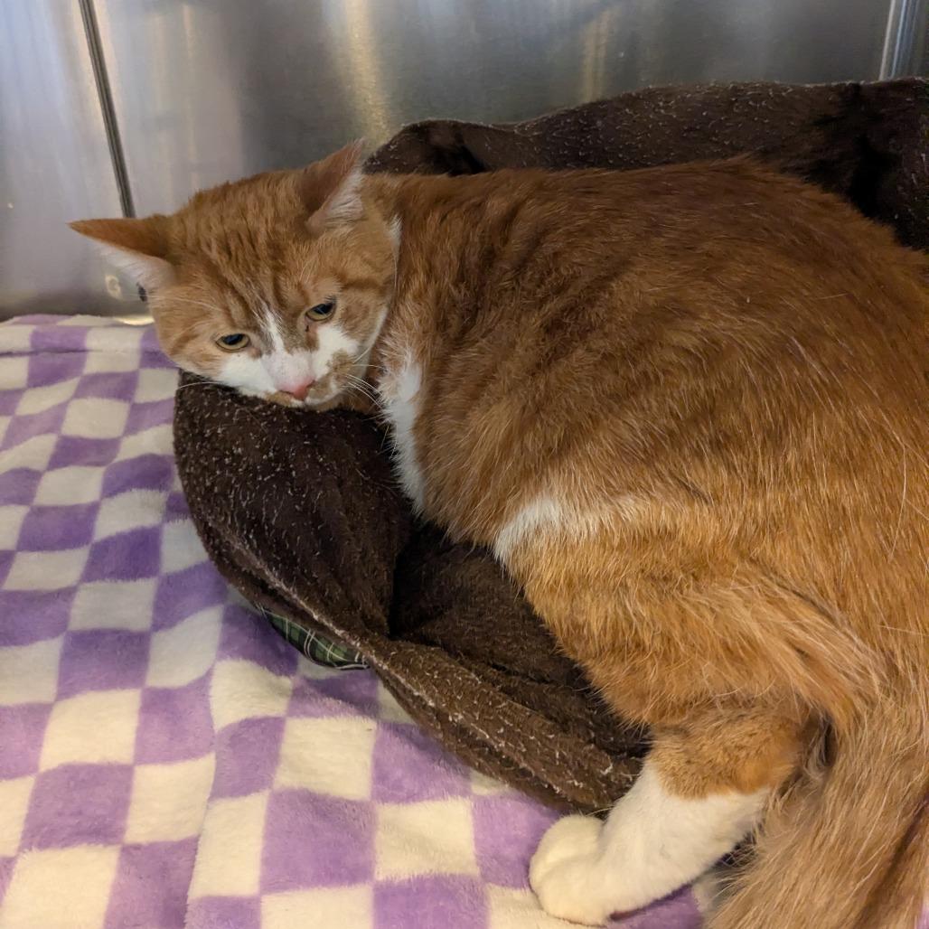 Enlarge Eros, a Adoptable Domestic Short Hair in Danville, KY image 1/1