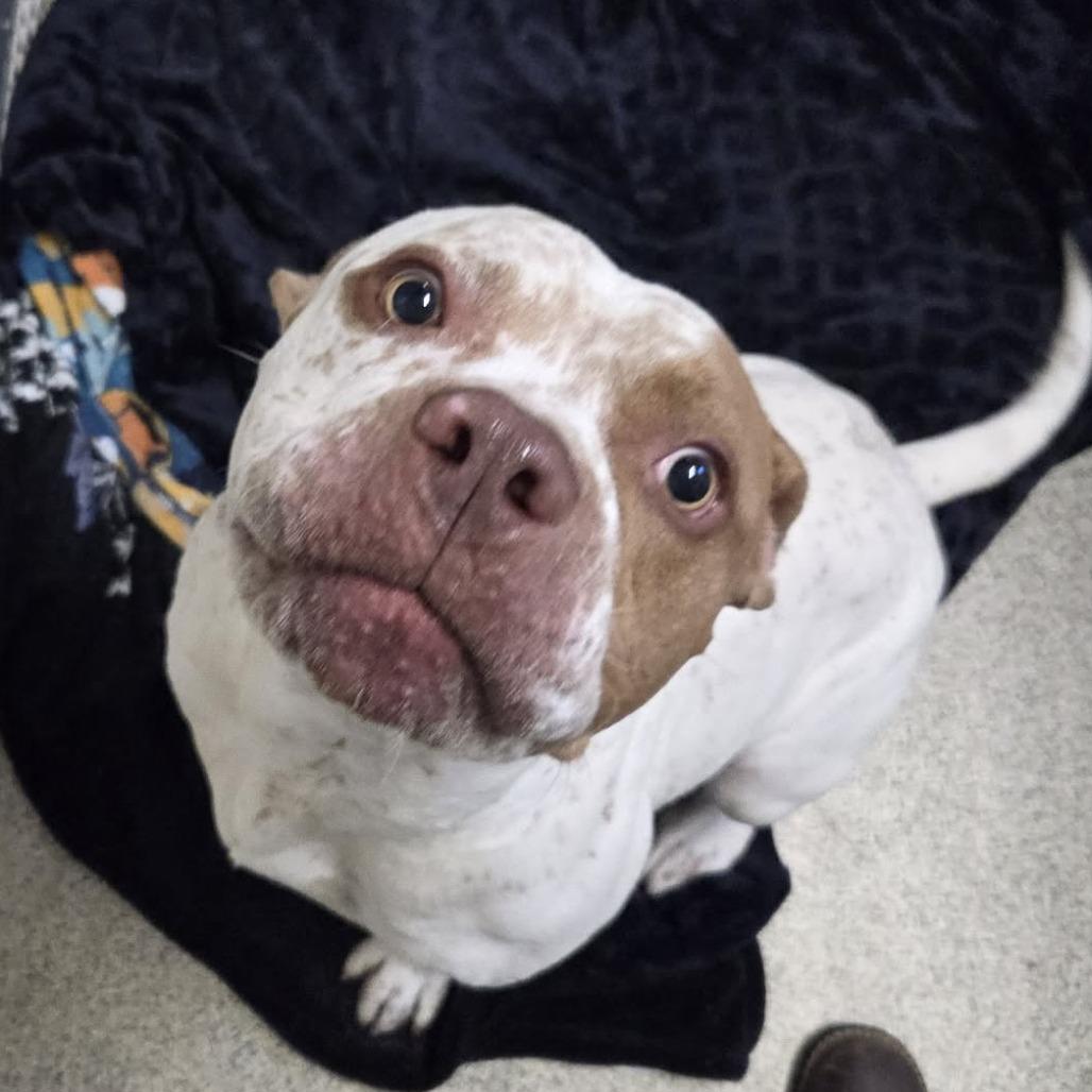 Enlarge Sonny, a Adoptable Mixed Breed in Ballston Spa, NY image 1/5